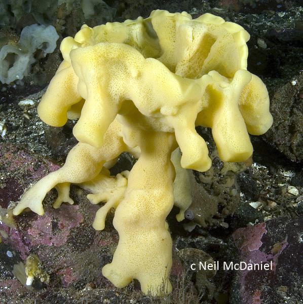 Photo of Heterochone calyx by <a href="http://www.seastarsofthepacificnorthwest.info/">Neil McDaniel</a>